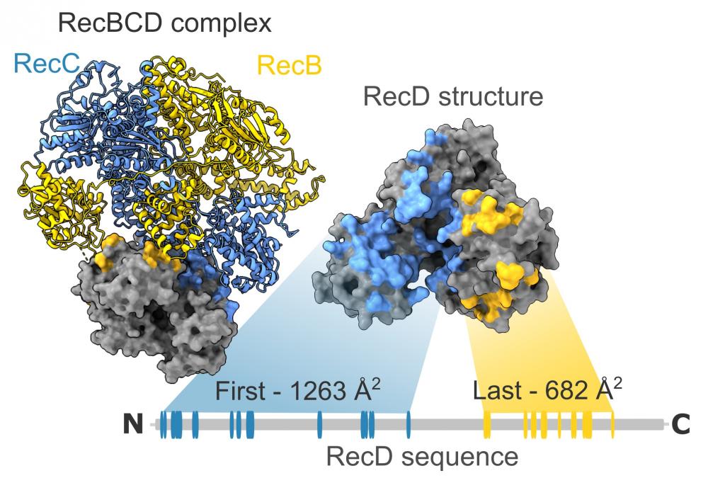 Example of a bacterial operon-encoded protein complex