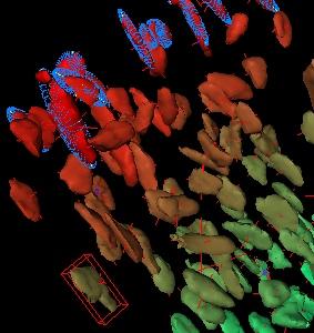 Improving the development of popular bone analysis software