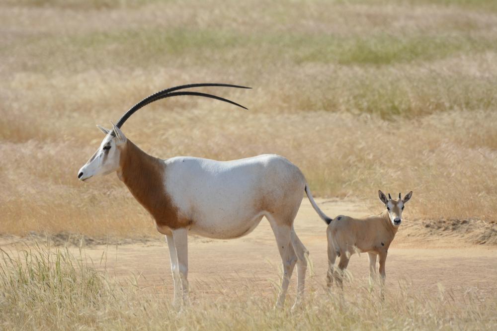 A scimitar-horned oryx (Oryx dammah) and calf